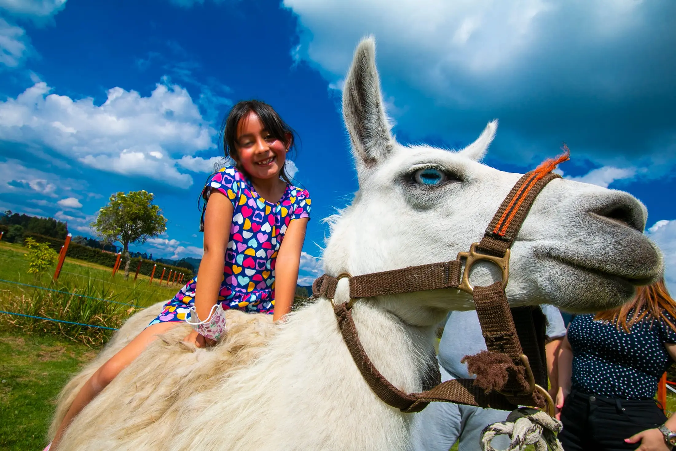 Estudiantes conociendo de cerca una llama en la Ecogranja Villa Juan